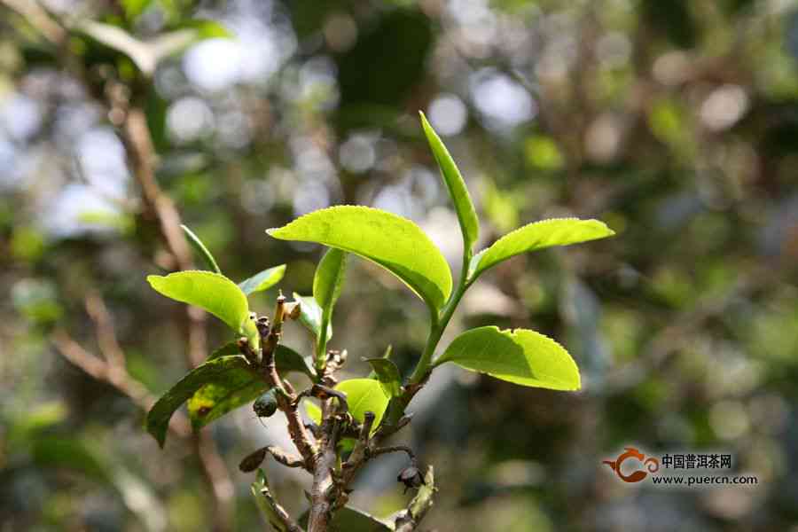 云南普洱茶芽苞的安全性与古树茶的品质分析