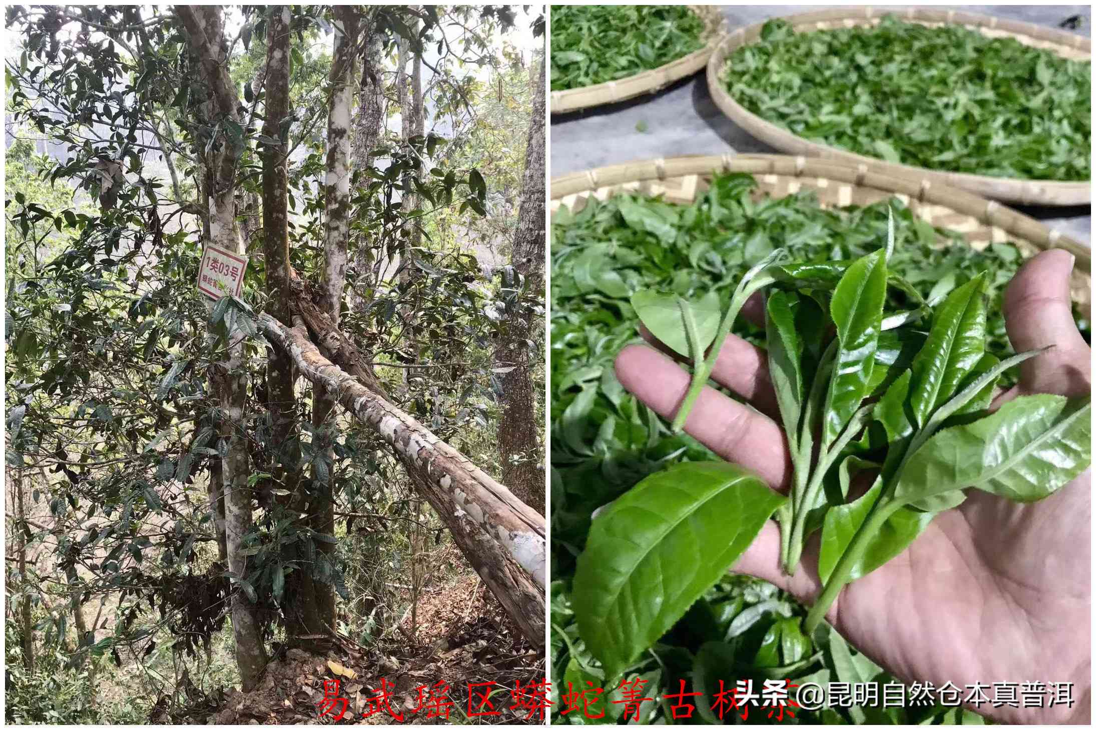 普洱茶饼多少钱一饼合适：2014年班章贡茶老班章回收价格分析