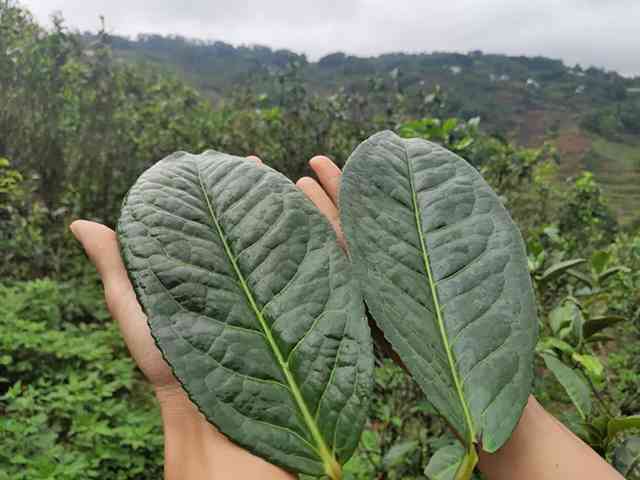 叶子形状普洱茶有哪些