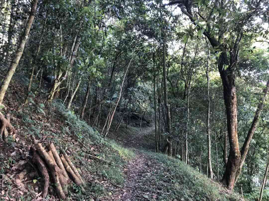 十几年普洱茶可以喝不