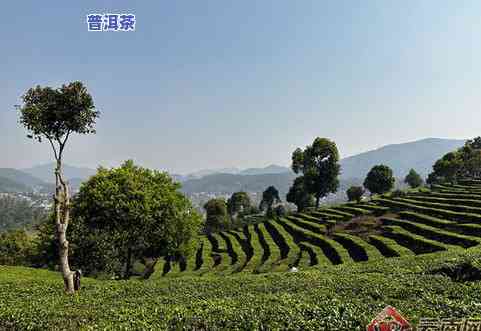 探索今大福普洱茶产地：从茶叶种植到品质特点的全方位解析