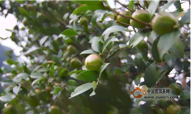 普洱茶是否属于黑茶类？茶叶种类及其分类解析