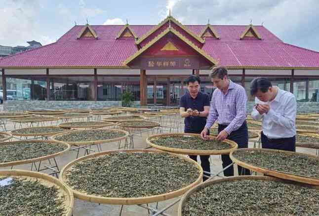 老班章普洱茶的新价格趋势：巴巴货源与批发详情