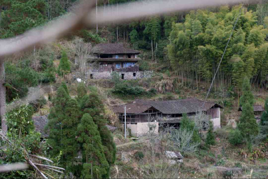 渤海印象几棵树普洱茶：云南渤海古树普洱茶价格及品质解析