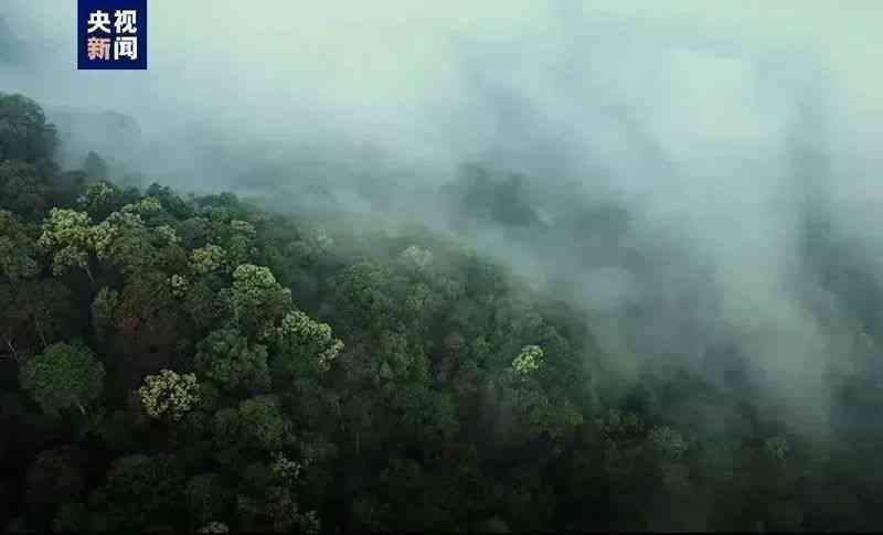 雾山古韵普洱茶价格多少