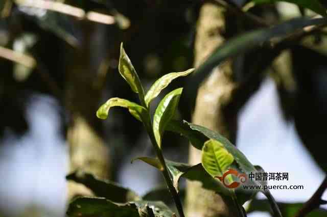 云南古树普洱茶好喝不