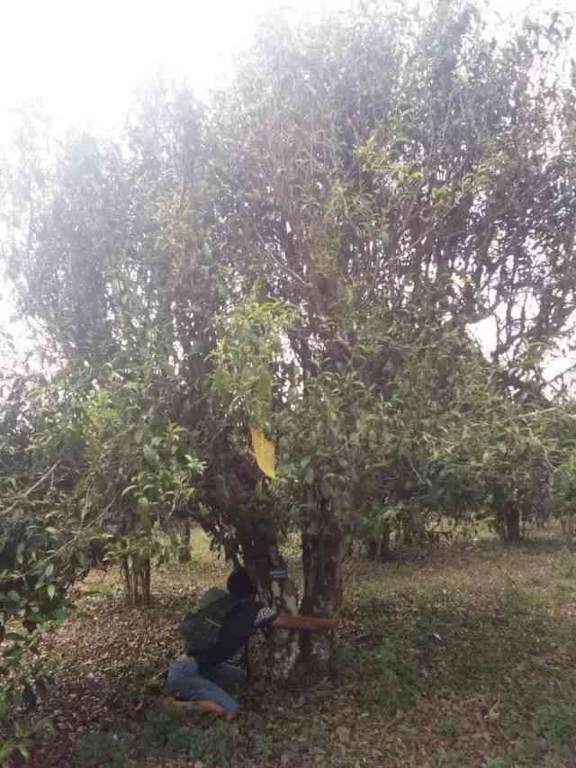 云南古树普洱茶好喝不