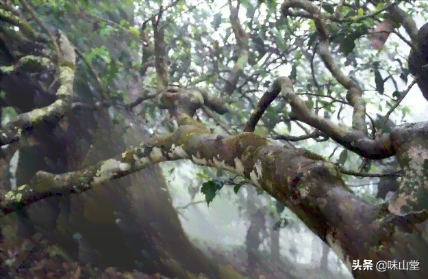 临沧小村普洱茶特点：古树茶，普洱茶村寨，小叶种，片区茶