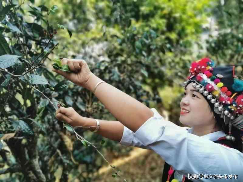 临沧普洱茶村寨：探寻古树茶的秘密与文化，品尝地道的云南茶叶之旅