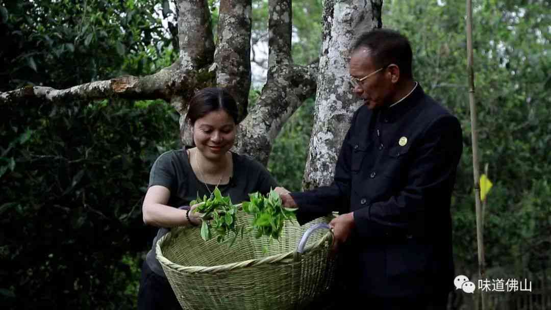 探索小娜的私人普洱茶藏：一款隐藏在城市中的古树茶口感之谜