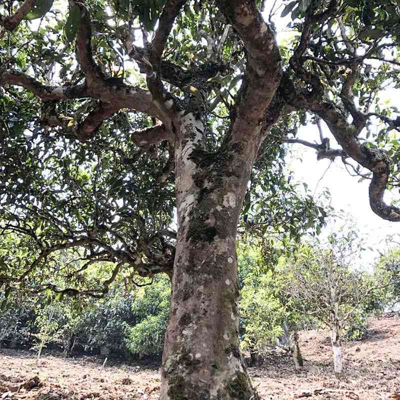 揭秘凤冠山古树茶的独特魅力和越品质