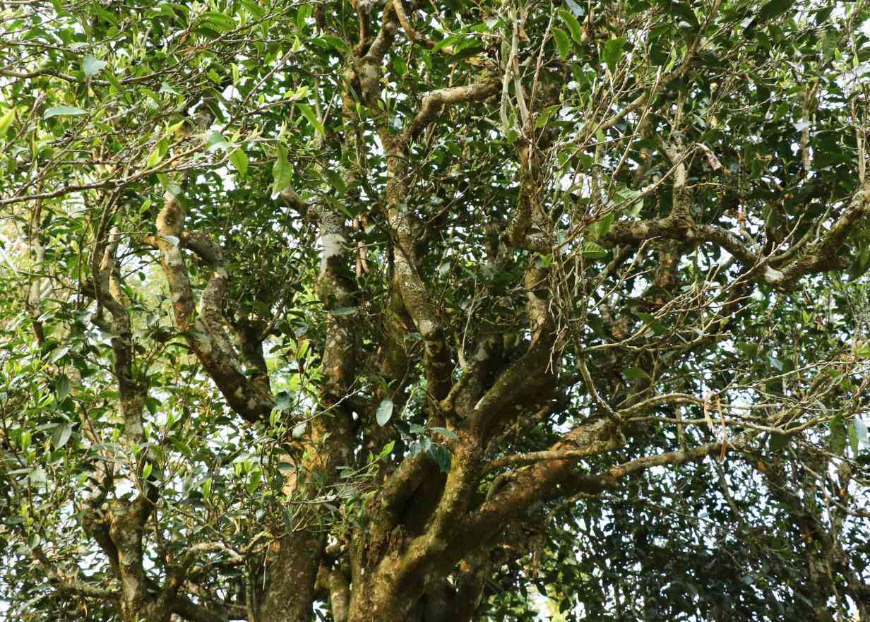 云南普洱困鹿山：探究普洱茶的产地与文化内涵