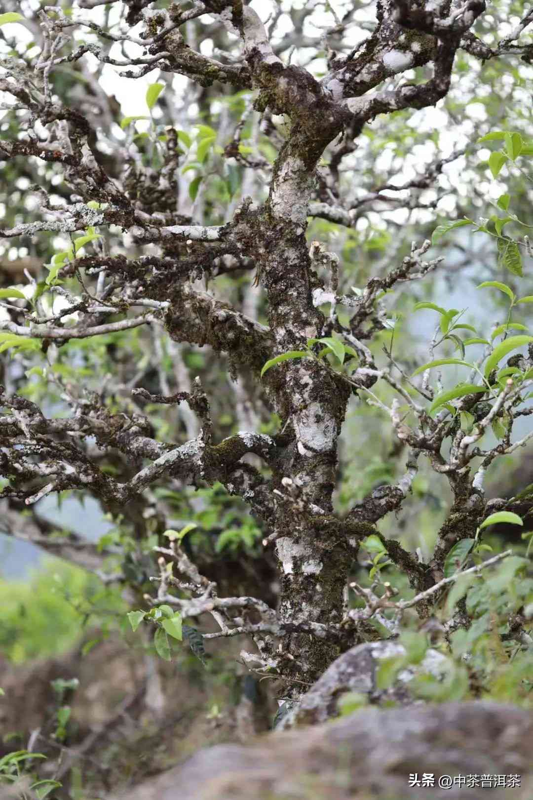 冰岛普洱茶全面指南：了解各大知名与优质，品味独特的冰岛茶韵