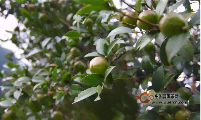 普洱茶原料茶树品种为云南大叶种的原因与种类