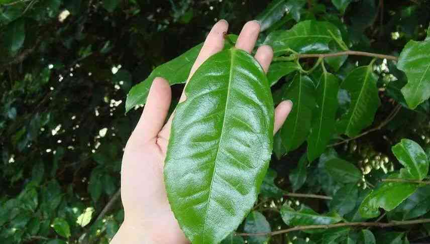 普洱茶原料茶树品种为云南大叶种的原因与种类