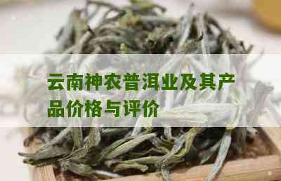 云南大叶普洱茶饼的神农奖作用和怎么喝及0652价格解析