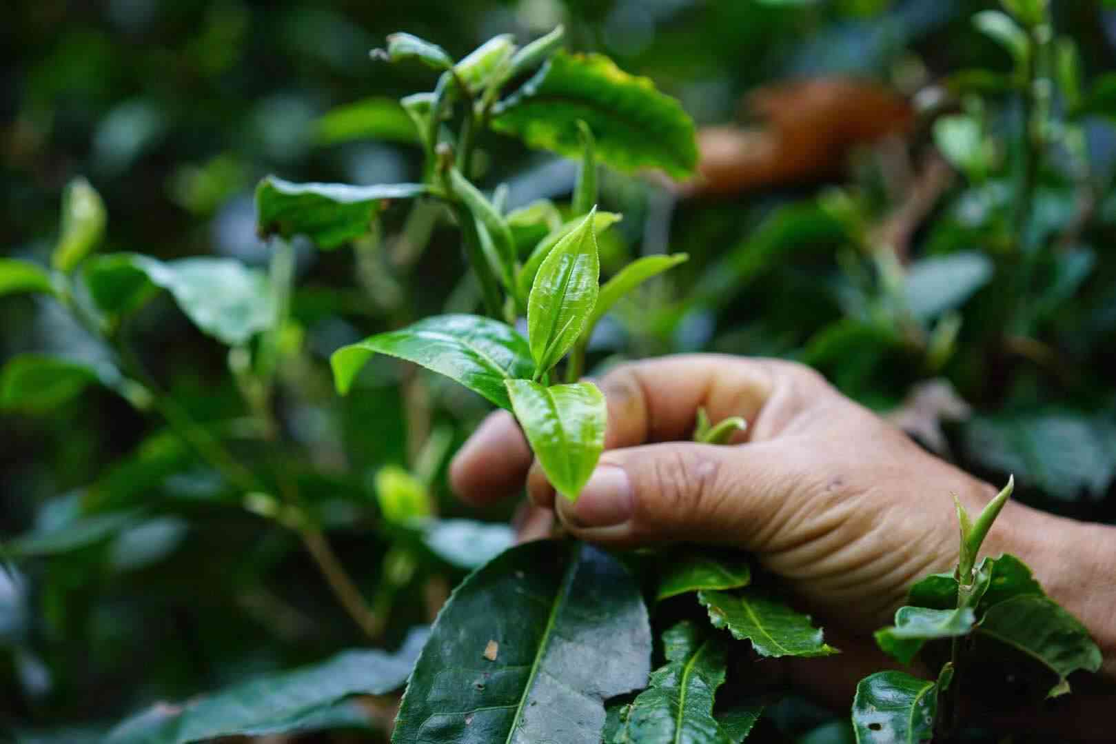 普洱茶云南大叶种普洱茶