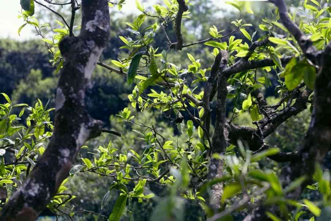 普洱茶云南大叶种普洱茶