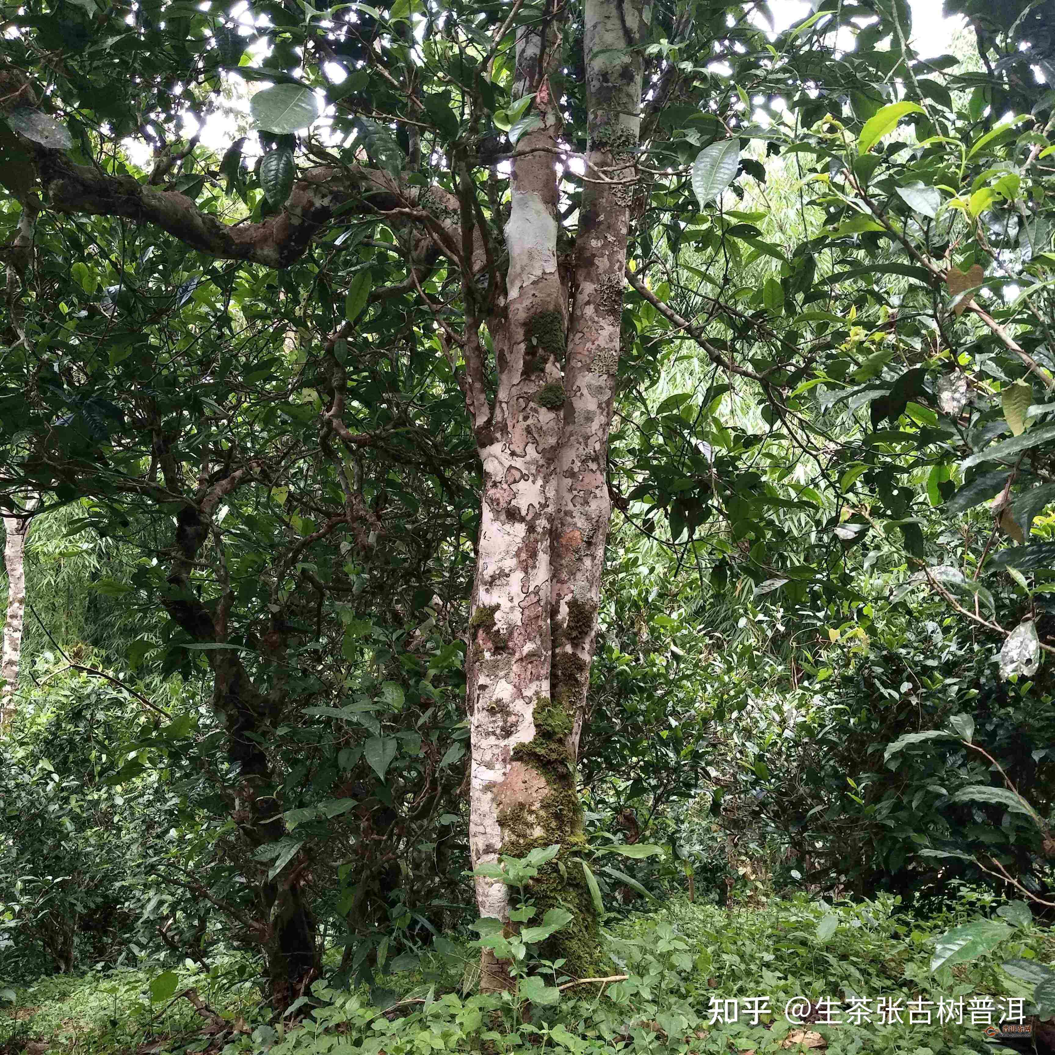 小勐峨古树普洱茶的独特口感分析与鉴