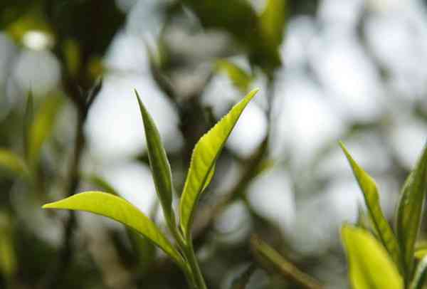 曼糯古树普洱茶：品味独特，探索高档茶叶的魅力