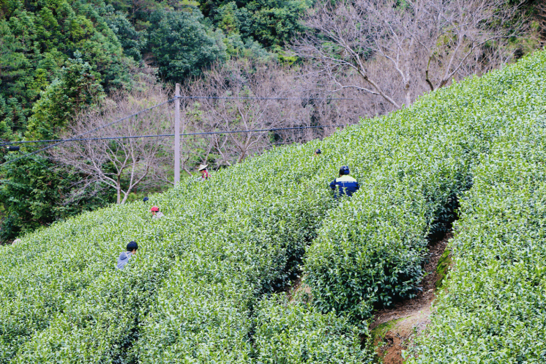 冰岛老寨古树春茶生茶价格高达数万，品质越令人叹为观止