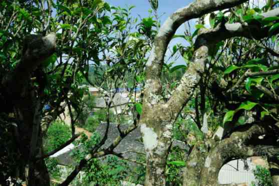 小荒田古树普洱茶：独特魅力的口感与特点探究