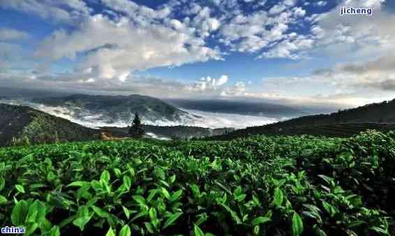 云南普洱茶：西双版纳与临沧哪里的品质更出众？
