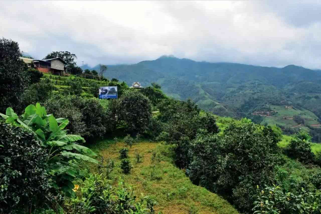 云南普洱茶：西双版纳与临沧的产地之争，哪一个更被誉为茶叶产地？