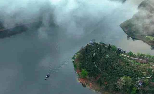 全球范围内哪个地区的普洱茶最出名？探寻普洱茶产地及其特色