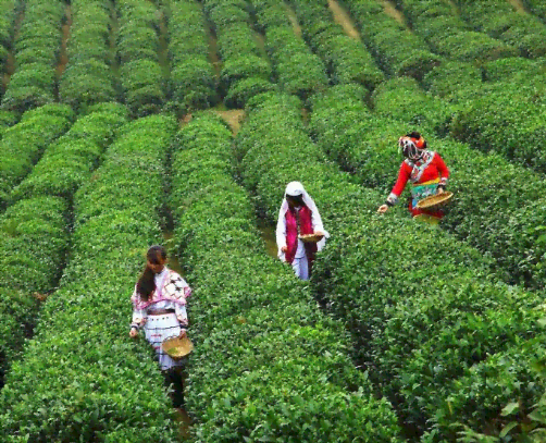 年轻人喝的之一款普洱茶