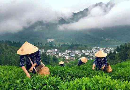 北京普洱茶市场一览：探寻高品质茶叶的必去之地