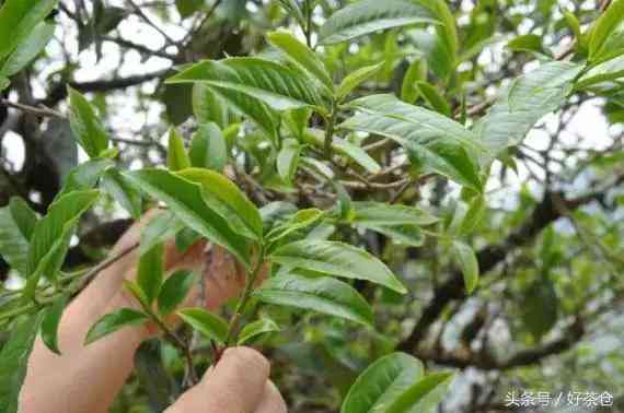 普洱茶哪个假货多一点