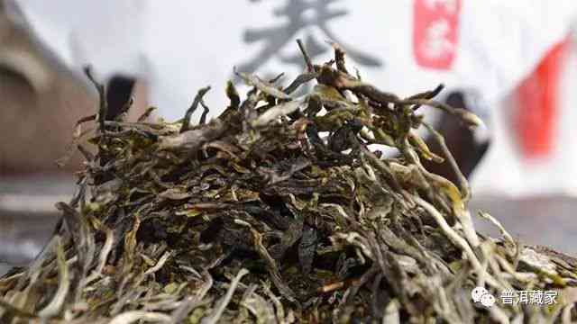 老马熟普洱茶：巴巴阿里批发价格与古树茶品种分析