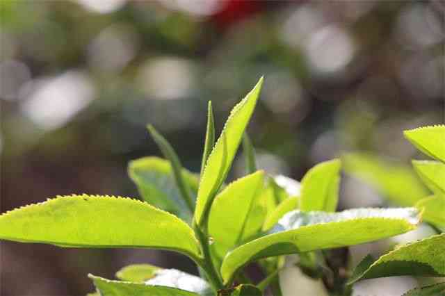 老马熟普洱茶：巴巴阿里批发价格与古树茶品种分析