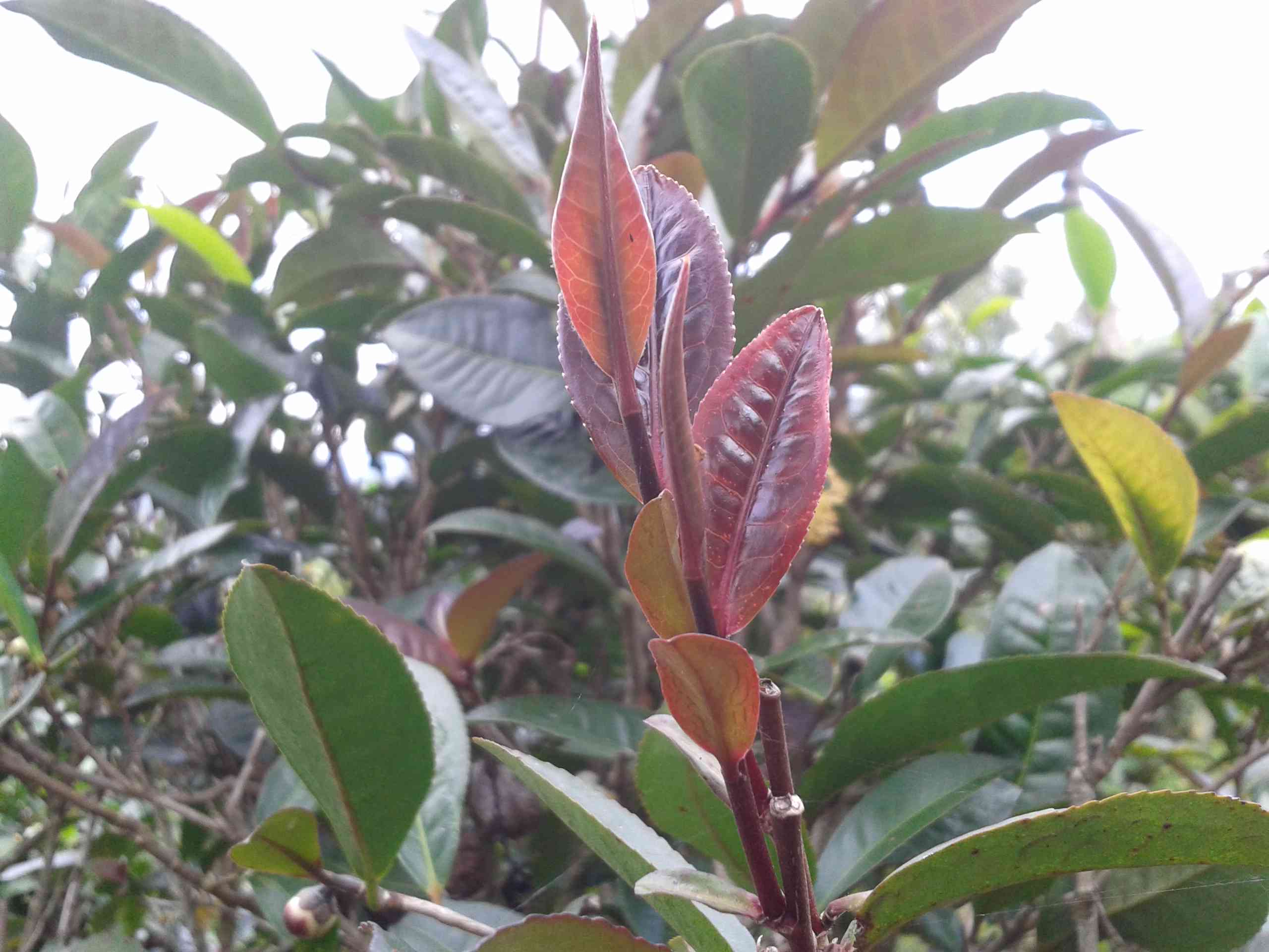 普洱茶度及喝法：普洱茶更低多少度喝