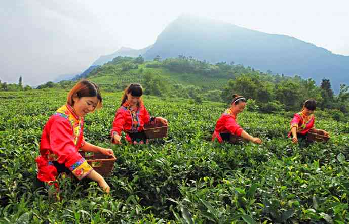 云南马帮茶产地批发价格及巴巴京东促销活动