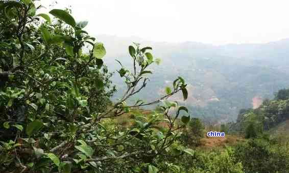 探索普洱茶山气韵：解读野味与特别口感的奇妙结合