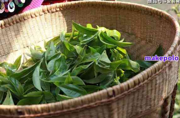 新大树茶普洱茶：古树茶叶的绿色之谜，它到底是属于绿茶还是红茶？