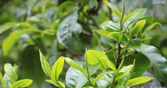 新大树茶普洱茶：古树茶叶的绿色之谜，它到底是属于绿茶还是红茶？