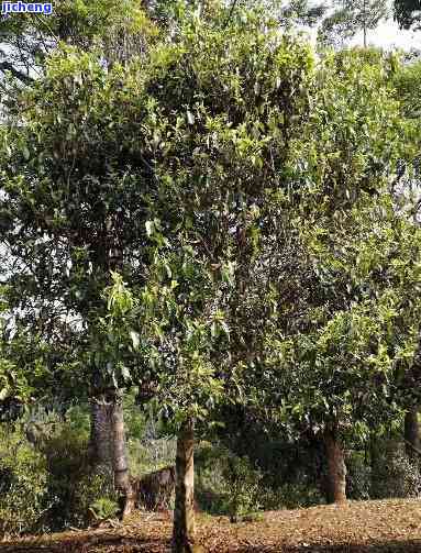 大树茶与普洱茶的区别：它们是同一种茶吗？