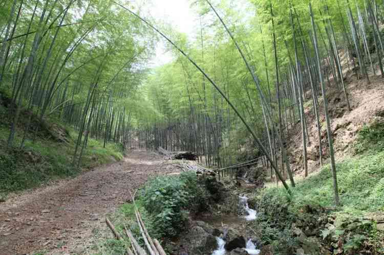 探索长兴古道：寻找失落的贡茶之路