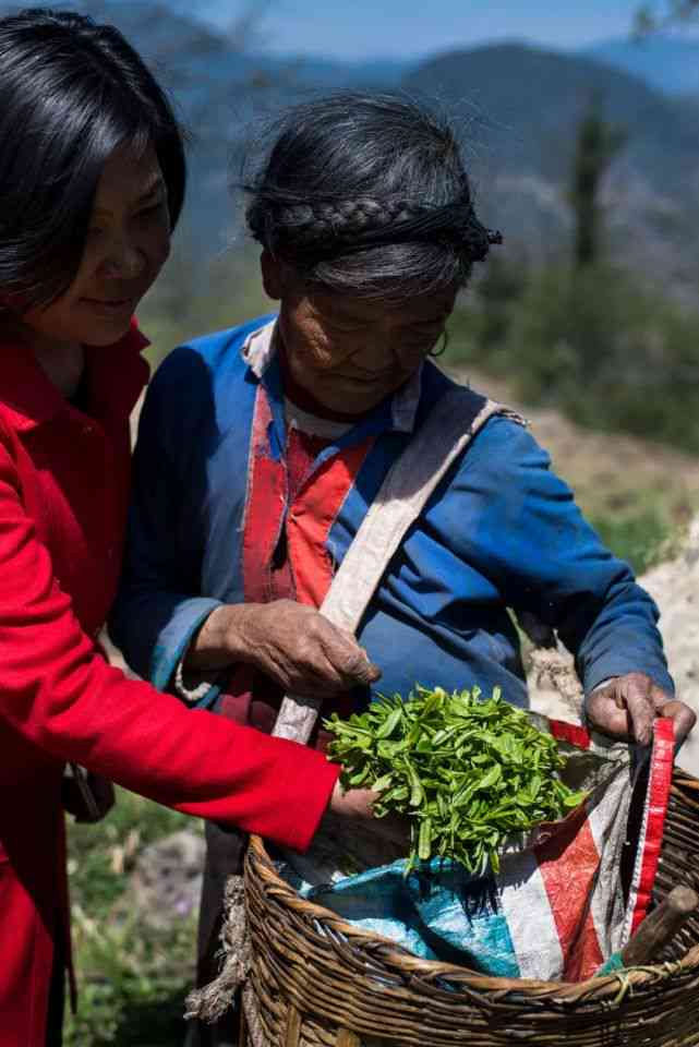 普洱茶四大名茶详解：品种、产地、口感、功效一文掌握