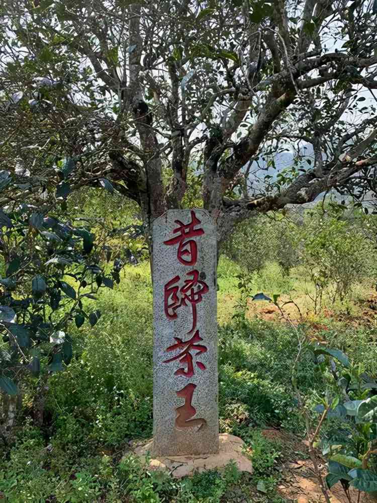 佤王寨普洱茶特点是什么