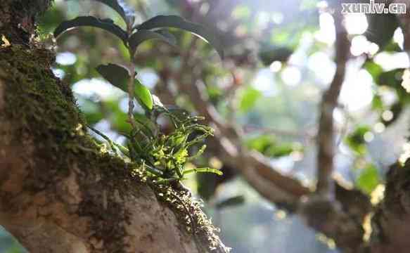 探寻古树普洱茶：森林气息下的茶香秘境