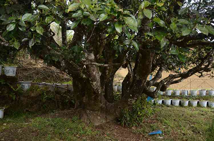 澜沧号普洱茶0037:纯正云南古树之韵，品鉴非凡的茶文化魅力