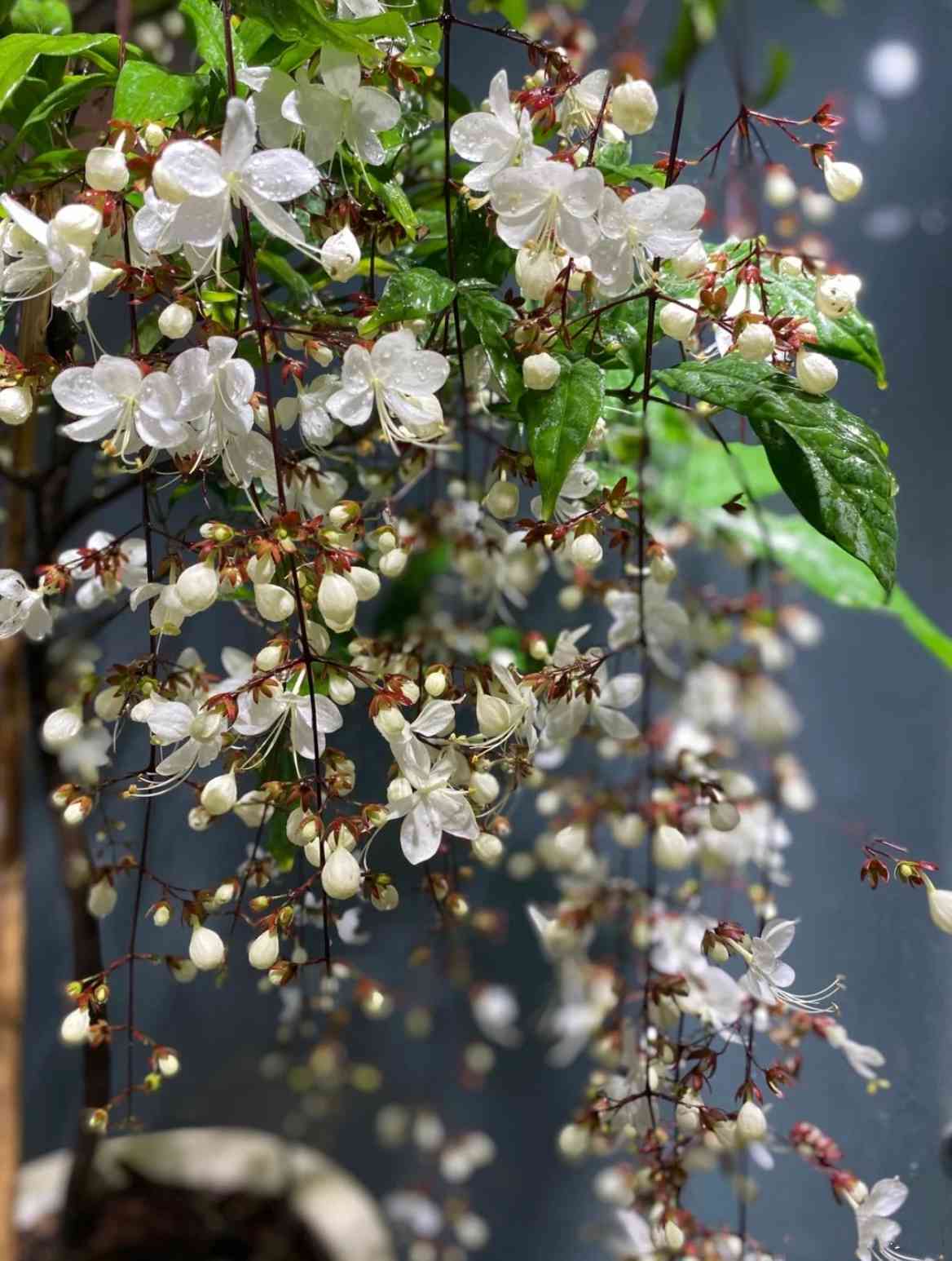 茉莉花茶的魅力：探究其香气产生的原因及品饮技巧