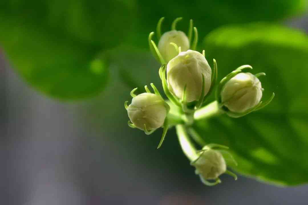 茉莉花与茶叶的美妙邂逅：揭秘茉莉是否偏爱茶水的奥秘