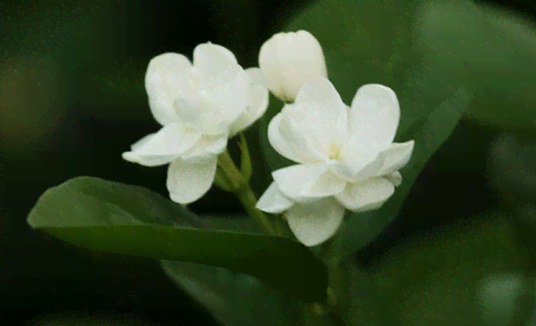 茉莉花与茶叶的美妙邂逅：揭秘茉莉是否偏爱茶水的奥秘