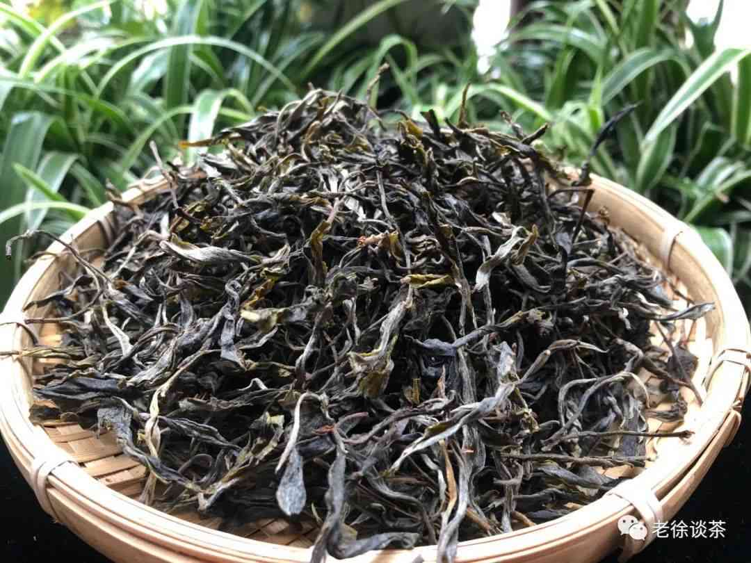 年份精选凤凰窝普洱茶：2020年古树茶行情解析与品鉴指南