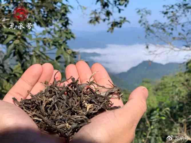 云南凤凰窝地区：寻找优质普洱茶的极指南